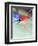 Blurred Action of Speed Skater-Paul Sutton-Framed Photographic Print