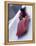 Blurred Action of the Start of 4 Man Bobsled Team, Lake Placid, New York, USA-Chris Trotman-Framed Premier Image Canvas