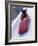 Blurred Action of the Start of 4 Man Bobsled Team, Lake Placid, New York, USA-Chris Trotman-Framed Photographic Print