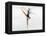Blurred Action of Woman Figure Skater, Torino, Italy-Chris Trotman-Framed Premier Image Canvas