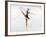 Blurred Action of Woman Figure Skater, Torino, Italy-Chris Trotman-Framed Photographic Print