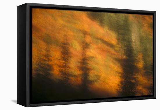 Blurred background image of trees in a forest in autumn.-Stuart Westmorland-Framed Premier Image Canvas