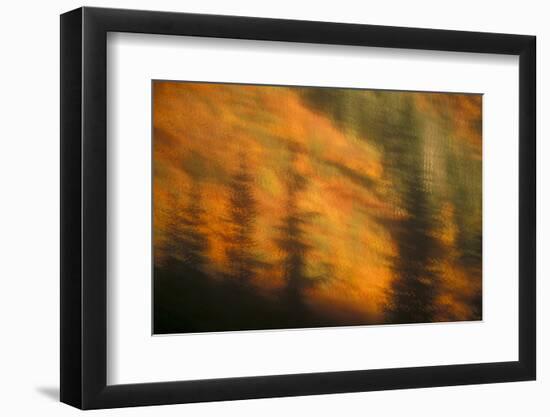 Blurred background image of trees in a forest in autumn.-Stuart Westmorland-Framed Photographic Print