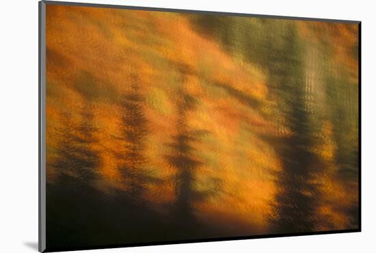 Blurred background image of trees in a forest in autumn.-Stuart Westmorland-Mounted Photographic Print
