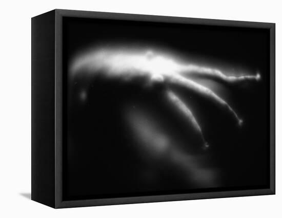 Blurred Sea Slug-Henry Horenstein-Framed Premier Image Canvas