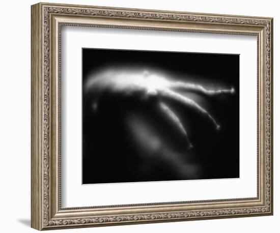 Blurred Sea Slug-Henry Horenstein-Framed Photographic Print