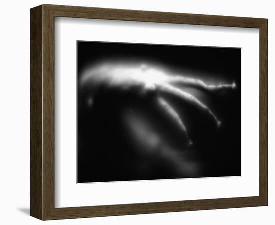 Blurred Sea Slug-Henry Horenstein-Framed Photographic Print