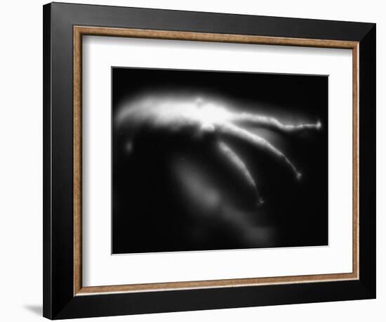 Blurred Sea Slug-Henry Horenstein-Framed Photographic Print