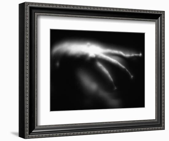 Blurred Sea Slug-Henry Horenstein-Framed Photographic Print