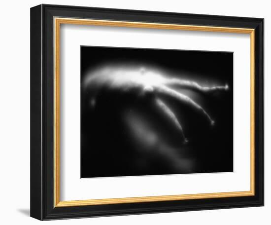 Blurred Sea Slug-Henry Horenstein-Framed Photographic Print