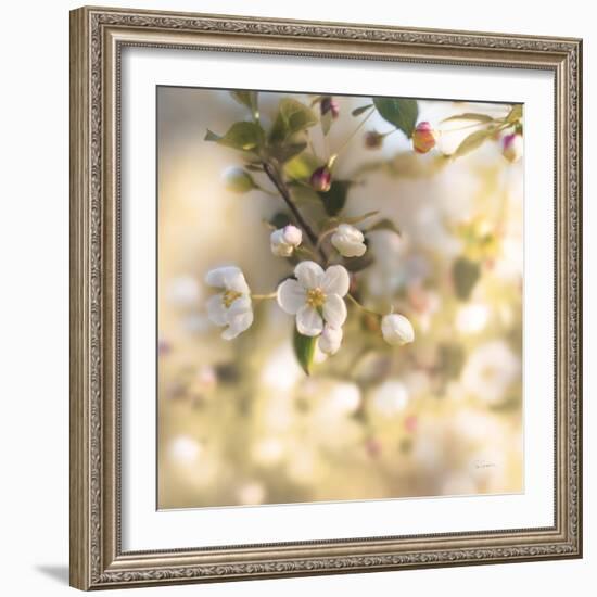 Blush Blossoms I Square Pastel-Sue Schlabach-Framed Art Print