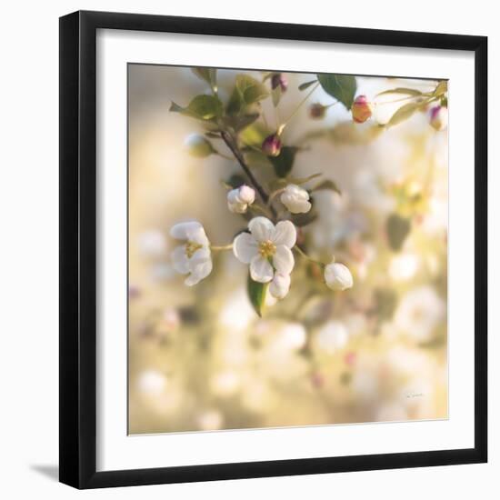 Blush Blossoms I Square Pastel-Sue Schlabach-Framed Art Print