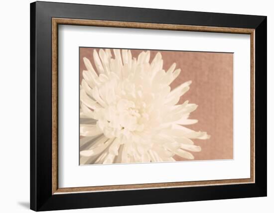 Blush Burst I-Jason Johnson-Framed Photographic Print