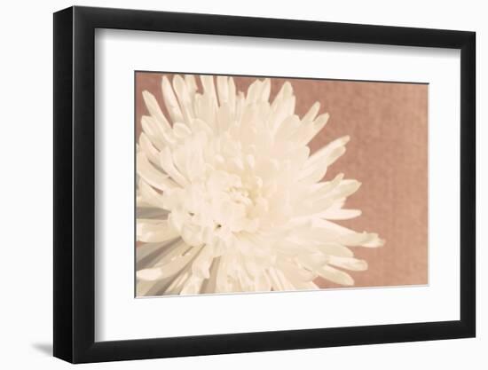 Blush Burst I-Jason Johnson-Framed Photographic Print