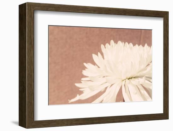 Blush Burst II-Jason Johnson-Framed Photographic Print