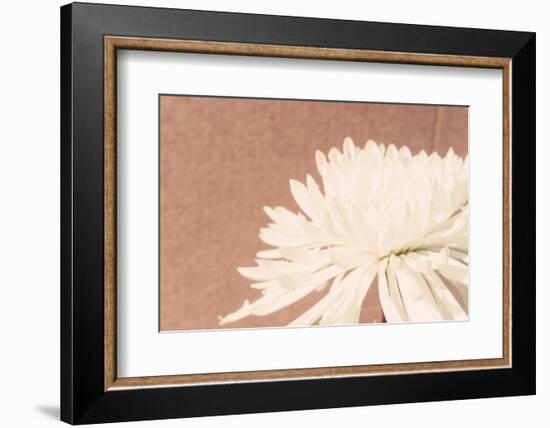 Blush Burst II-Jason Johnson-Framed Photographic Print