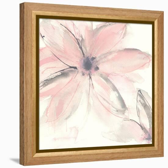 Blush Clematis II-Chris Paschke-Framed Stretched Canvas