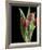 Blush of Spring II-Monika Burkhart-Framed Photo