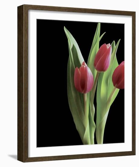 Blush of Spring II-Monika Burkhart-Framed Photo