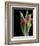 Blush of Spring II-Monika Burkhart-Framed Photo