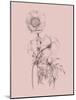 Blush Pink Flower Illustration III-Jasmine Woods-Mounted Art Print