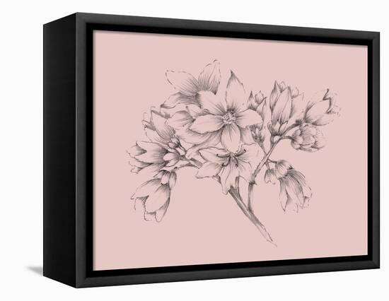 Blush Pink Flower Illustration-Jasmine Woods-Framed Stretched Canvas