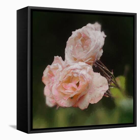 Blush Roses, 2018,-Helen White-Framed Premier Image Canvas