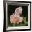 Blush Roses, 2018,-Helen White-Framed Giclee Print