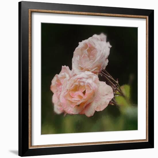 Blush Roses, 2018,-Helen White-Framed Giclee Print