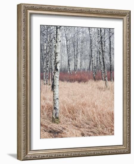 Blush-Mikael Svensson-Framed Giclee Print