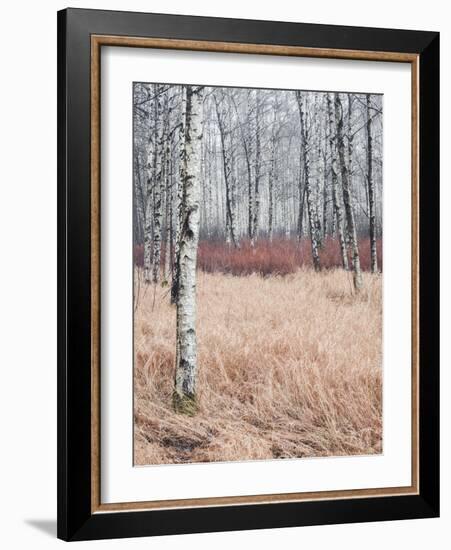 Blush-Mikael Svensson-Framed Giclee Print