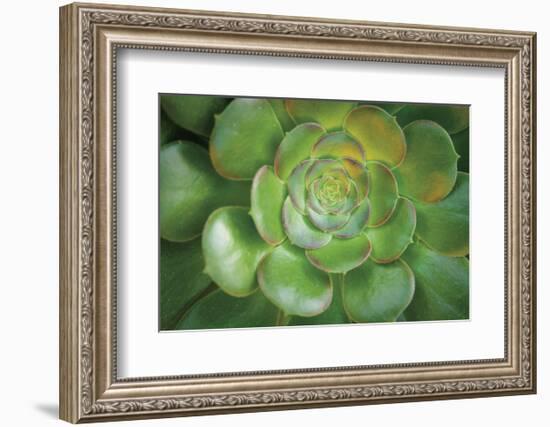 Blushing Beauty-Michael Hudson-Framed Art Print