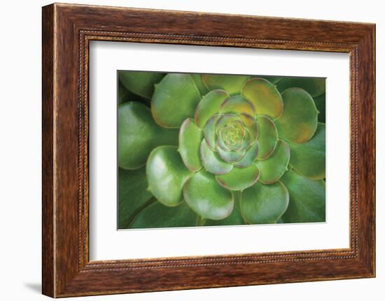 Blushing Beauty-Michael Hudson-Framed Art Print