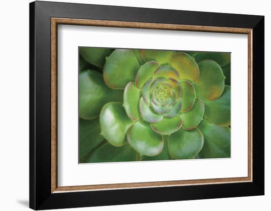 Blushing Beauty-Michael Hudson-Framed Art Print