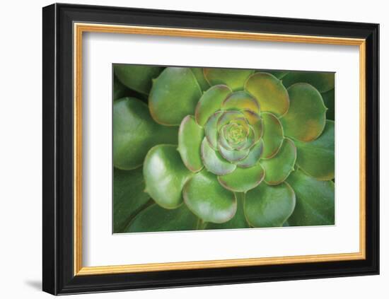 Blushing Beauty-Michael Hudson-Framed Art Print