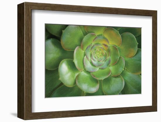 Blushing Beauty-Michael Hudson-Framed Art Print