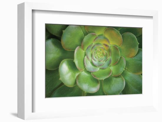 Blushing Beauty-Michael Hudson-Framed Art Print