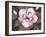 Blushing Magnolia-Filippo Ioco-Framed Art Print