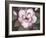 Blushing Magnolia-Filippo Ioco-Framed Art Print