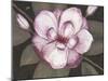 Blushing Magnolia-Filippo Ioco-Mounted Art Print