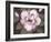 Blushing Magnolia-Filippo Ioco-Framed Art Print