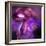 Blushing Nebula-null-Framed Premium Giclee Print