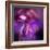 Blushing Nebula-null-Framed Premium Giclee Print