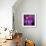 Blushing Nebula-null-Framed Premium Giclee Print displayed on a wall