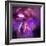 Blushing Nebula-null-Framed Premium Giclee Print