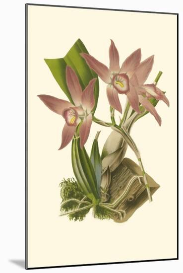 Blushing Orchids I-Van Houtt-Mounted Art Print