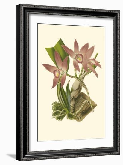 Blushing Orchids I-Van Houtt-Framed Art Print