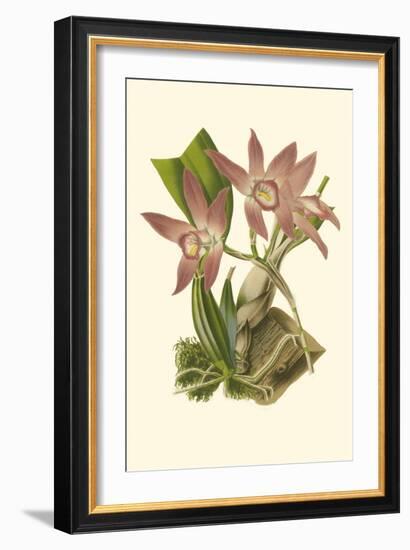 Blushing Orchids I-Van Houtt-Framed Art Print