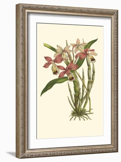 Blushing Orchids II-Van Houtt-Framed Art Print