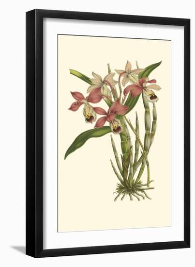 Blushing Orchids II-Van Houtt-Framed Art Print